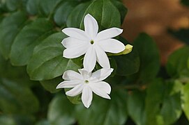 Jasminum officinale (Common Jasmine)