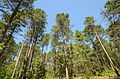 Forest, Papoose Creek Pines, Vilas County, Wisconsin