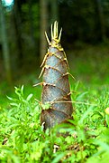 Bamboo sprouts (Bambuseae)