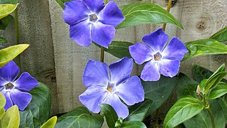 Vinca (Periwinkle)