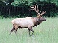 North Carolina Elk