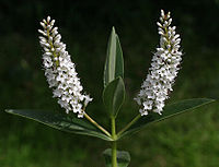 Veronica dieffenbachii (Hebe dieffenbachii)