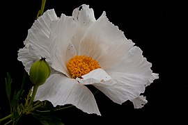 Romneya coulteri (Matilija Poppy)