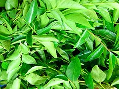 Curry Leaves (Murraya koenigii)