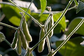 Soybeans (Glycine max)