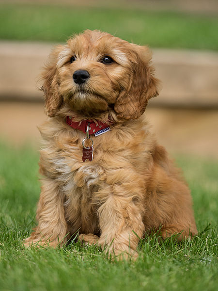 File:Goldendoodle puppy Marty.jpg