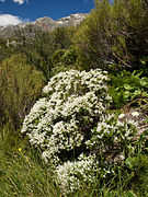 Veronica subalpina (Hebe subalpina)