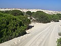 Parque Nacional de Doñana, Matalascanas, Andalusia, Spain