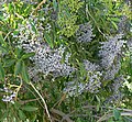 Sambucus caerulea