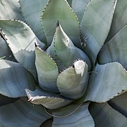 Agave