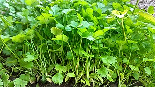 Cilantro (Coriandrum sativum)