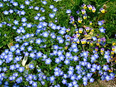 Nemophila menziesii (Baby Blue Eyes)