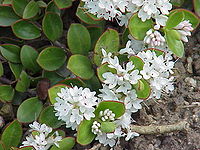 Veronica decumbens (Hebe decumbens)