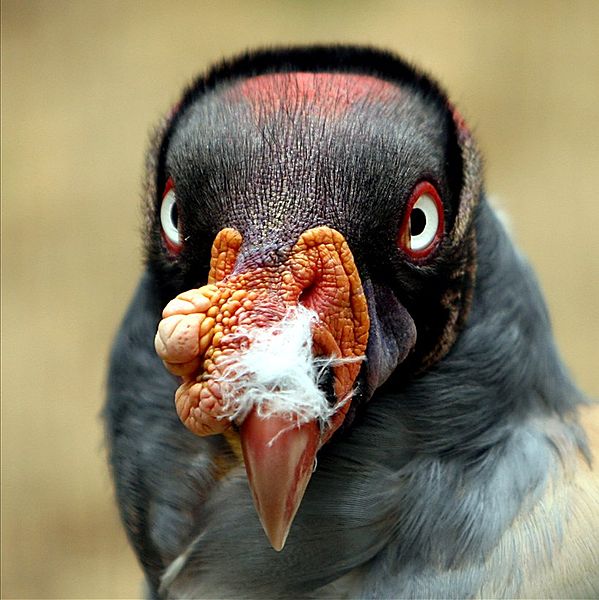 File:King vulture.jpg