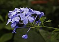 Plumbago auriculata