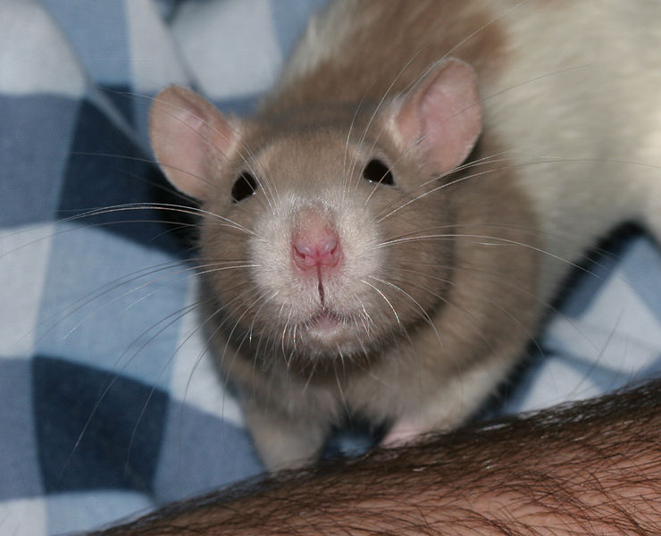 File:Rat whiskers 1.jpg