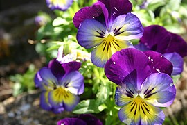 Viola tricolor (Pansy)