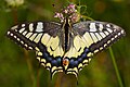 Papilio machaon