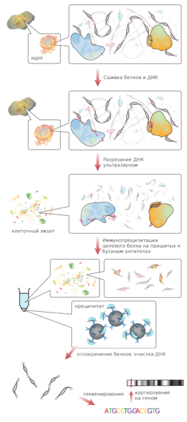 File:Chromatin immunoprecipitation sequencing(ru).png