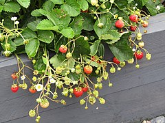 Strawberries (Fragaria × ananassa) only some varieties