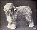 Old English Sheepdog from 1915