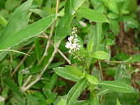 Veronica subsessilis