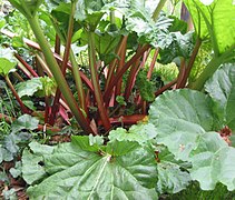 Rhubarb (Rheum rhabarbarum) only some varieties