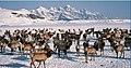 Elk at National Elk Refuge