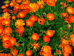 Calendula officinalis (Marigold)