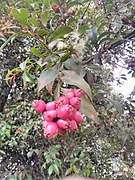 Lilly Pilly (Syzygium paniculatum)