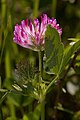 Trifolium pratense