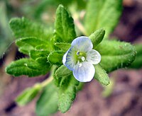 Veronica agrestis