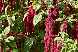 Amaranthus caudatus (Love-Lies-Bleeding)