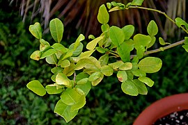 Kaffir Lime leaves