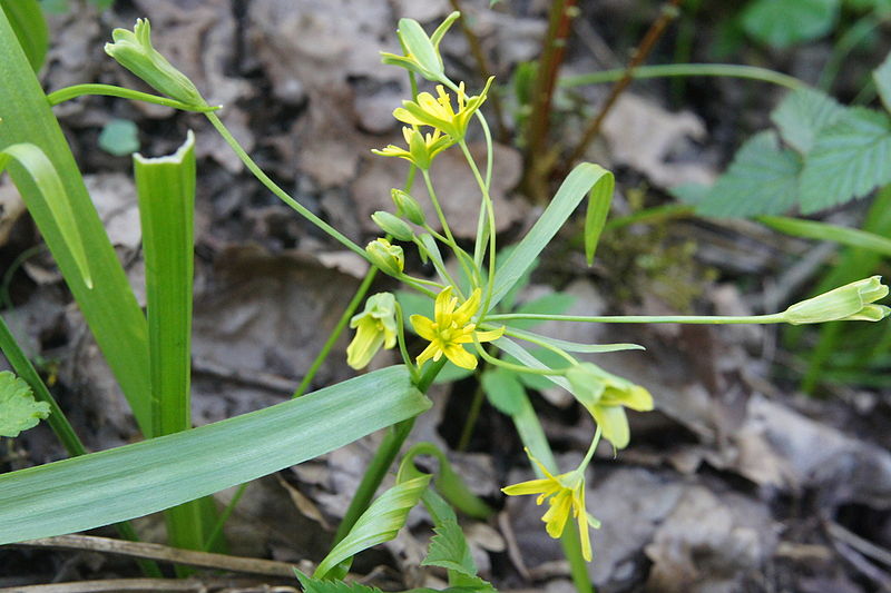 File:Gagea lutea PID1752-1.jpg