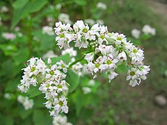 Fagopyrum esculentum (Buckwheat)