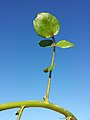 Stem with leaves