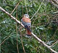 American Kestrel. Falco sparverius sparveroides - Flickr - gailhampshire (1).jpg