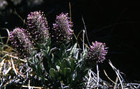 Veronica wyomingensis (Besseya wyomingensis)