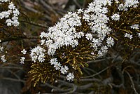 Veronica ochracea (Hebe ochracea)