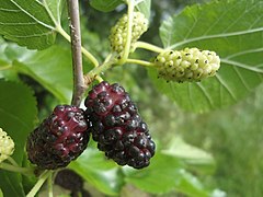 Mulberries (Morus)