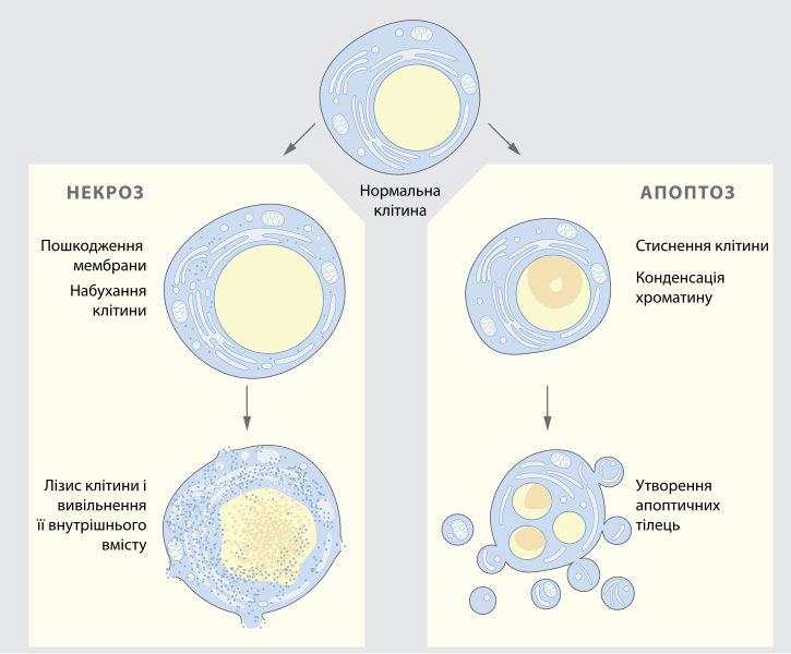 File:Cell death.svg