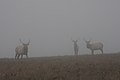 Tule Elk at Point Reyes National Seashore, California, USA.