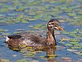 Juvenile; Takikawa, Hokkaido, Japan