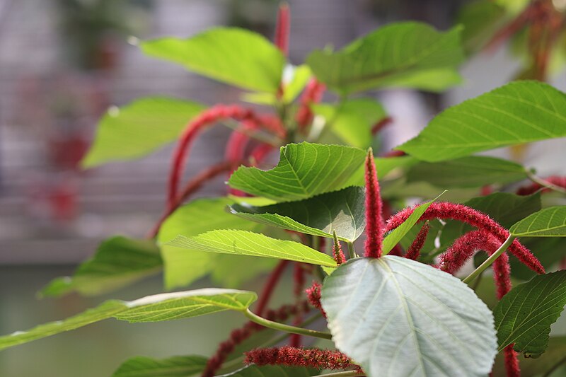 File:Acalypha indica linn at Baldah garden 7.jpg