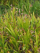 Chasmanthium latifolium (Northern Sea Oats Grass)