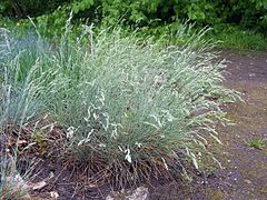 Festuca glauca (Blue Fescue)