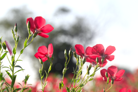 Linum grandiflorum (Red Flax)