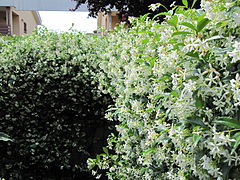 Trachelospermum jasminoides (Star Jasmine)