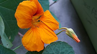 Tropaeolum majus (Nasturtium)